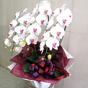 還暦祝い 60歳の誕生日に贈る花  胡蝶蘭