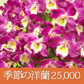 展覧会・個展・出品祝い 花 季節の洋蘭