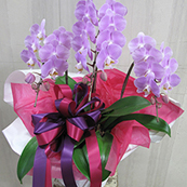 還暦祝い 60歳の誕生日に贈る花 胡蝶蘭