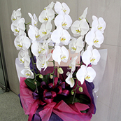 還暦祝い 60歳の誕生日に贈る花 花 胡蝶蘭