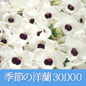 還暦祝い 60歳の誕生日に贈る花  季節の洋蘭