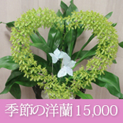 還暦祝い 60歳の誕生日に贈る花 季節の洋蘭